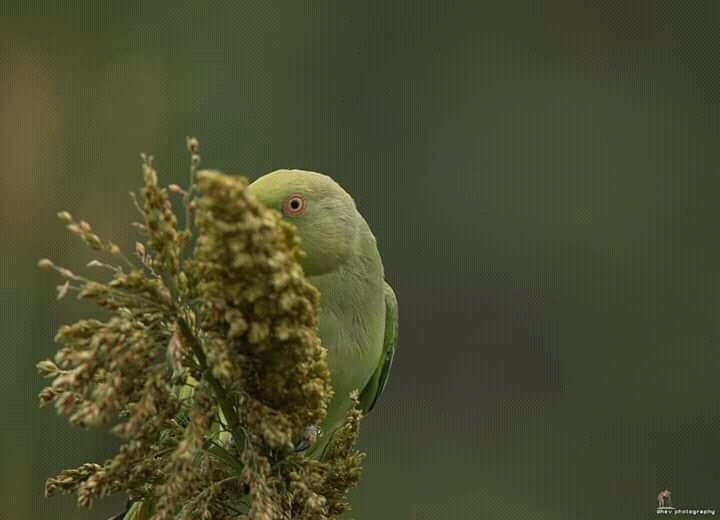 #hidden_parrot