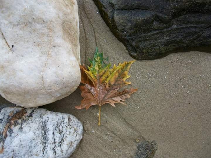 The nature