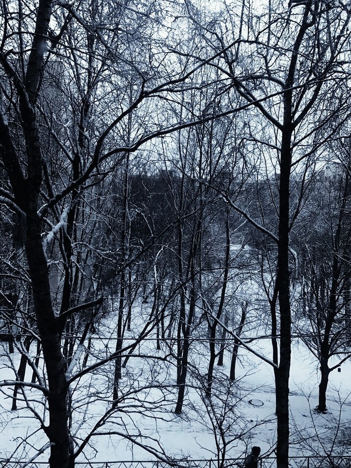 dark trees