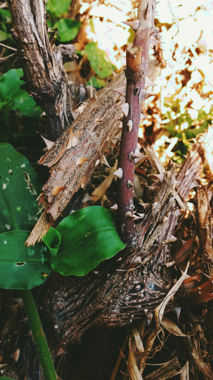 thorn