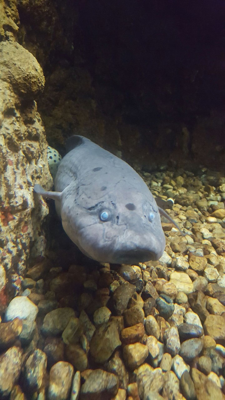 fish