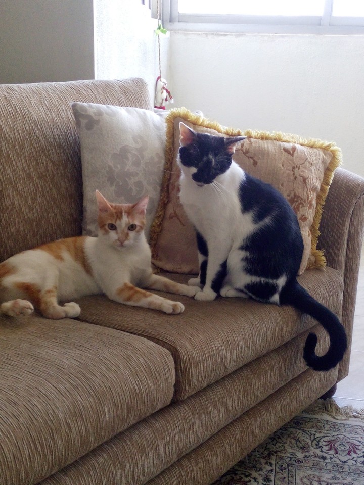 Simba y Silvestre