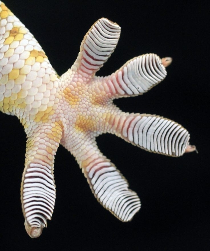 Gekko Füße
