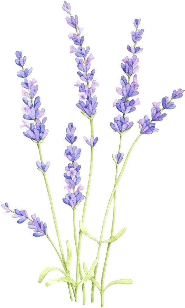lavender