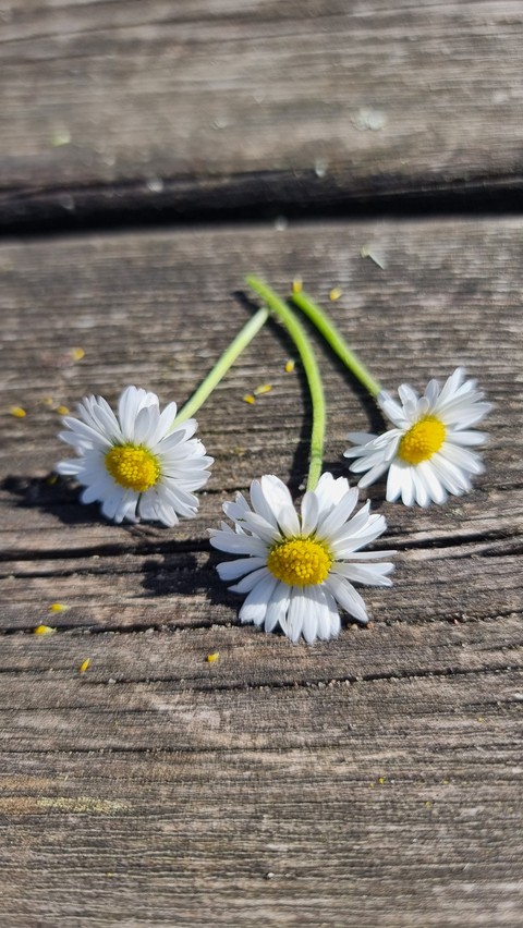 обои flower, chamomile