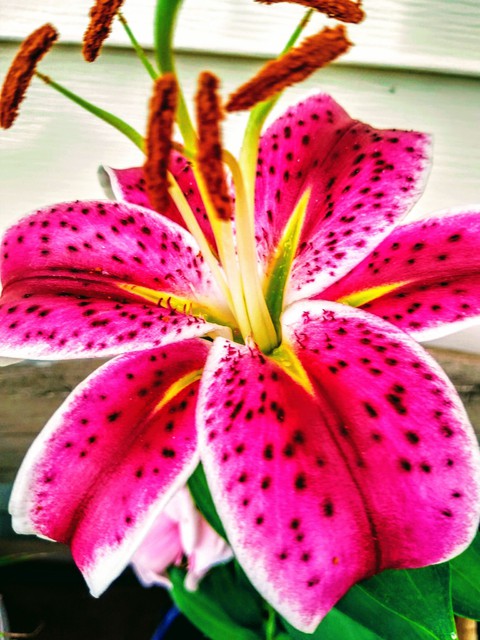 flower
