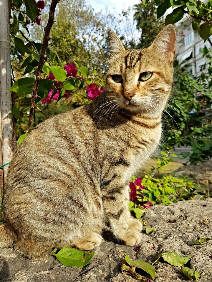 cat