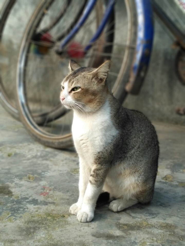 Cat 