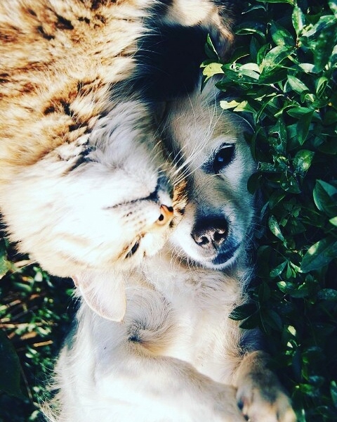 dog and cat 
