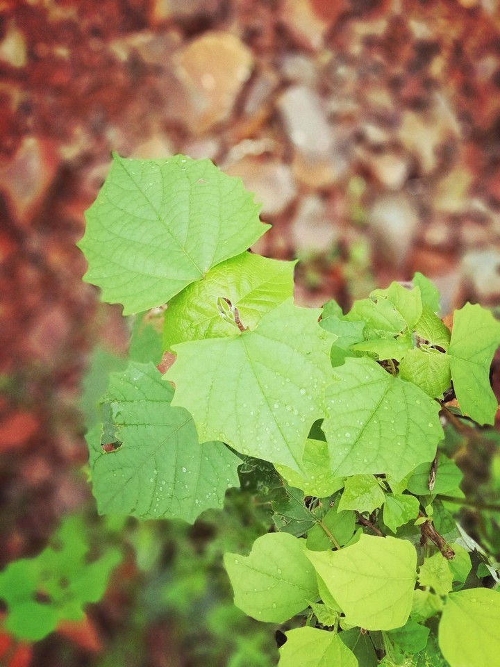 nature like anything