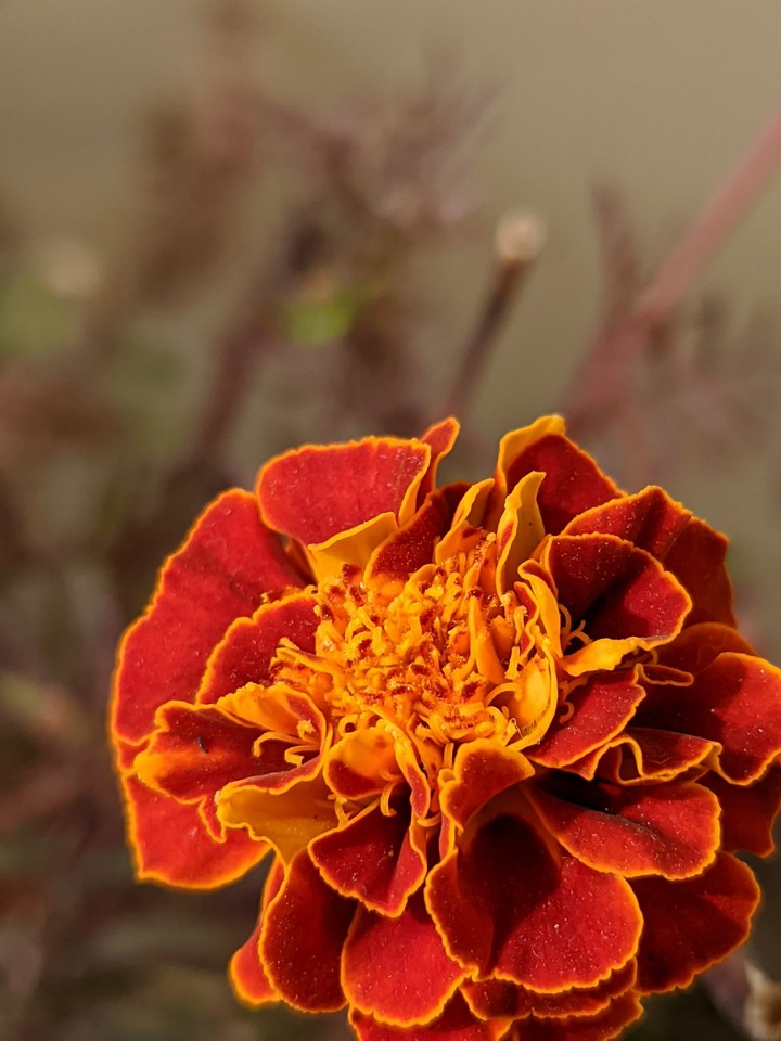 marigold flower