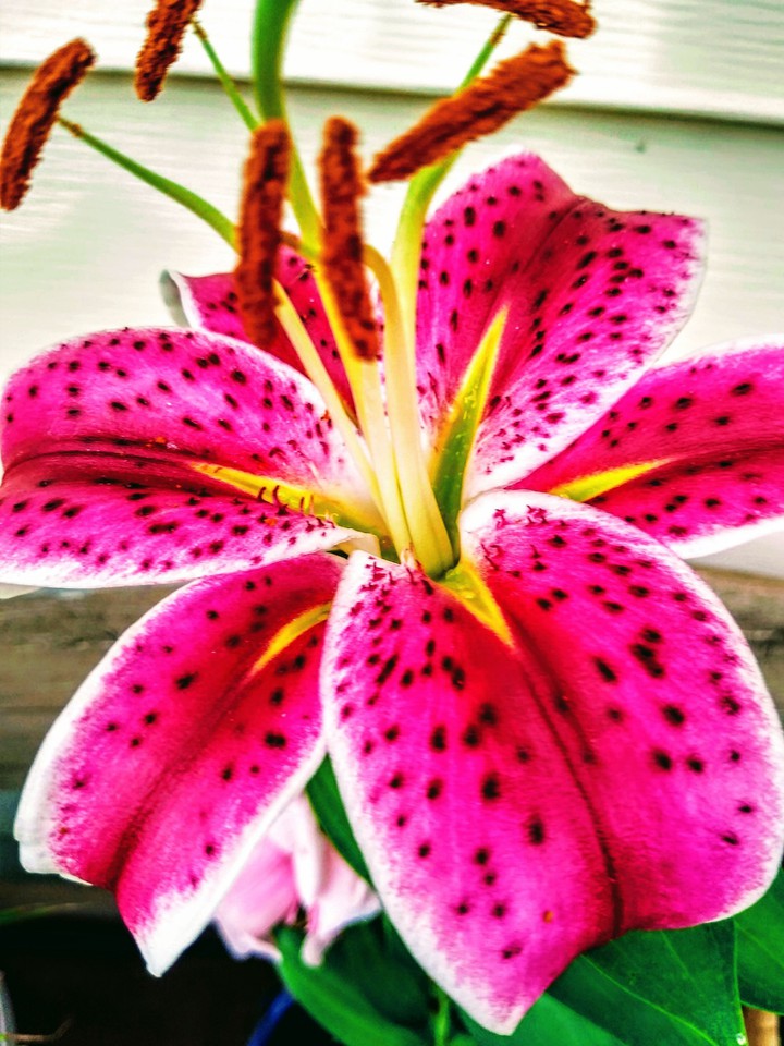 flower