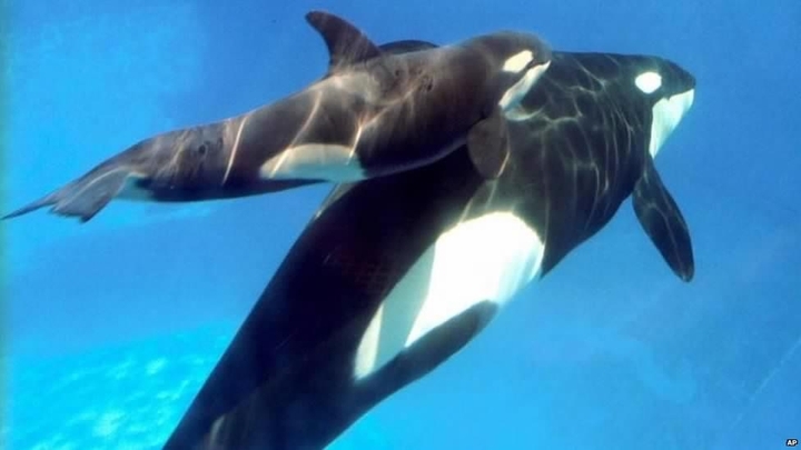 shamu shes taht baby whale