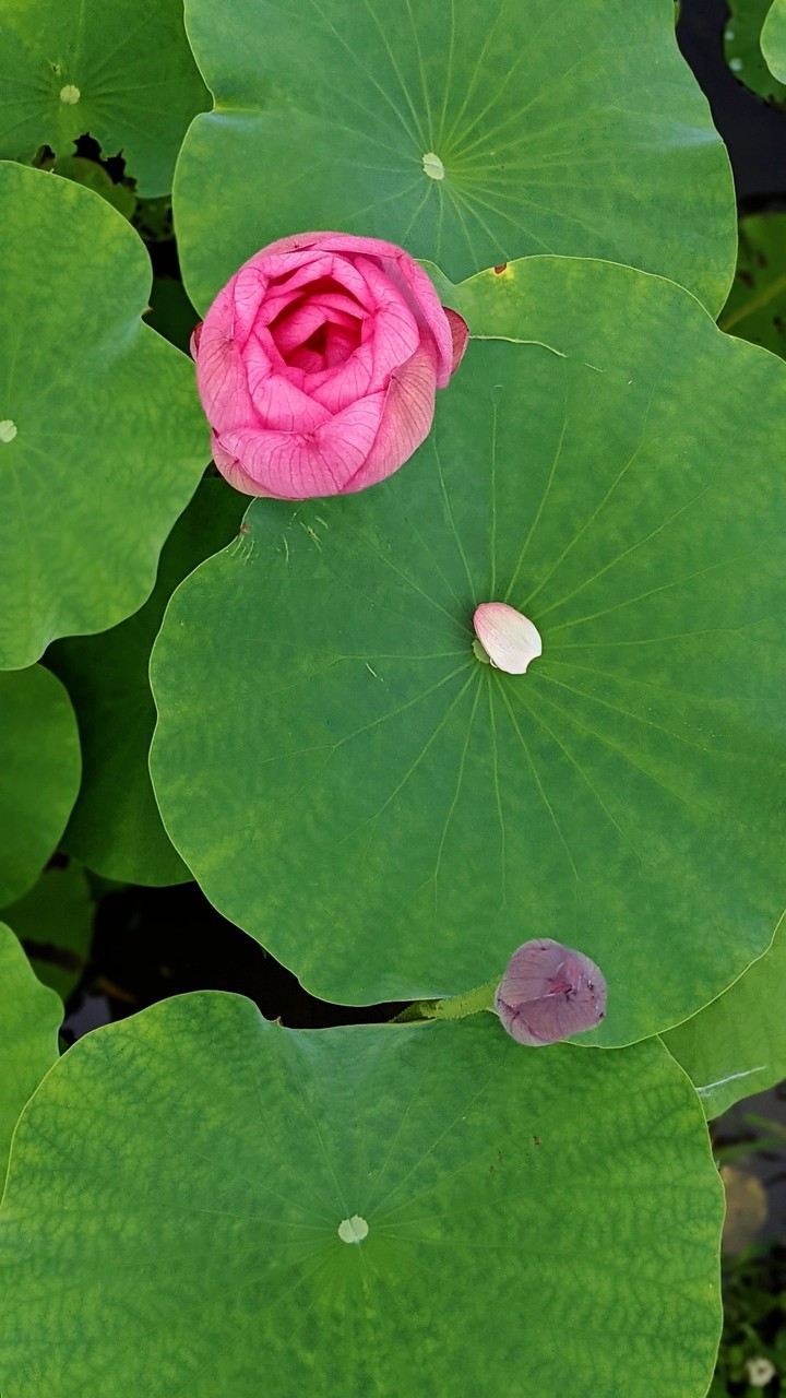 Lotus
