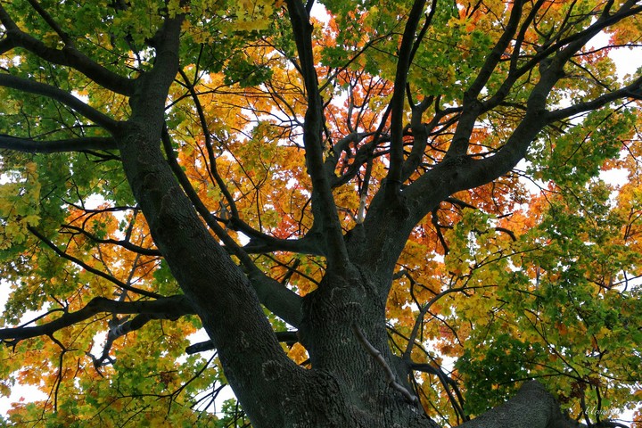 October's tree