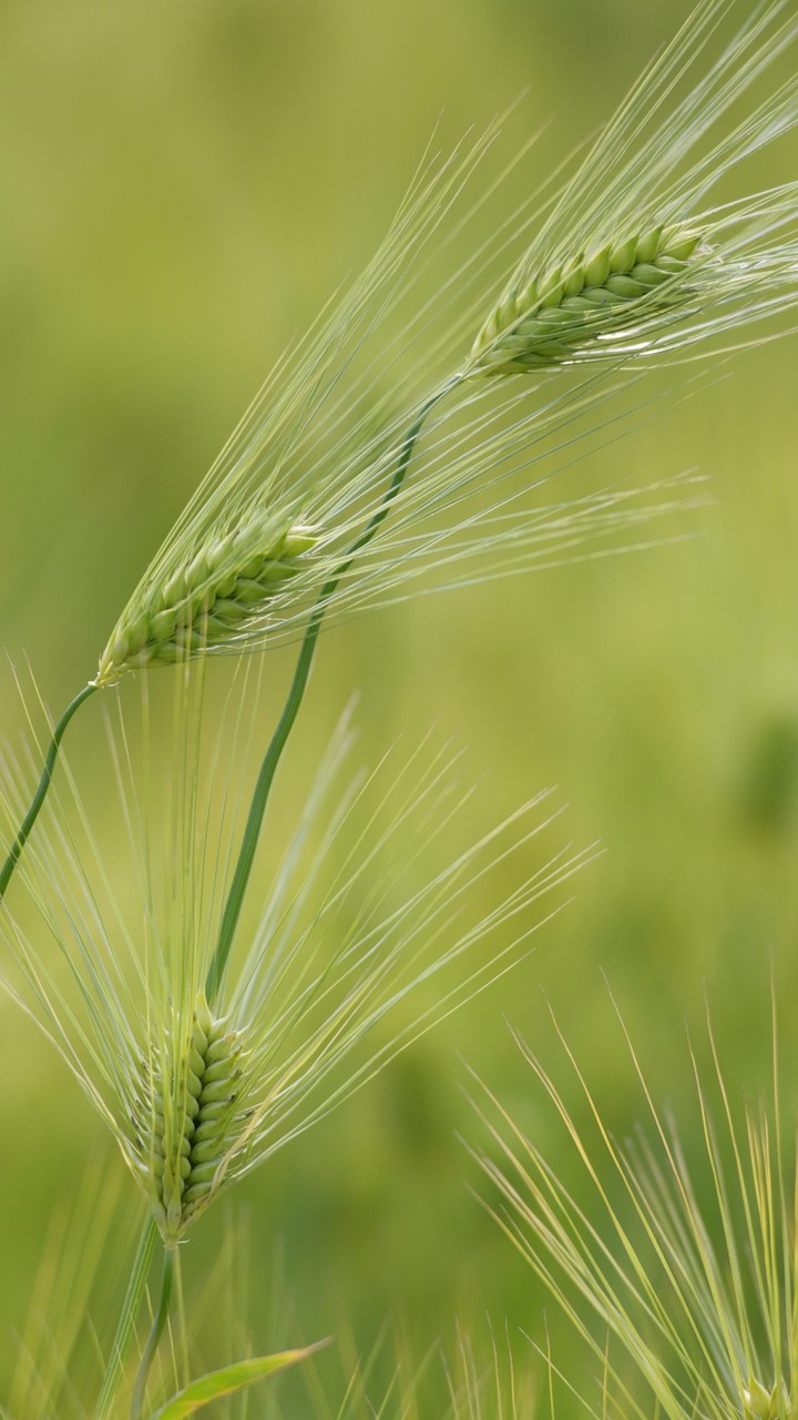Bristle Grass