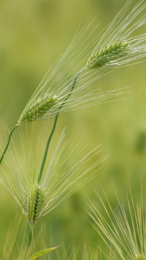 Bristle Grass