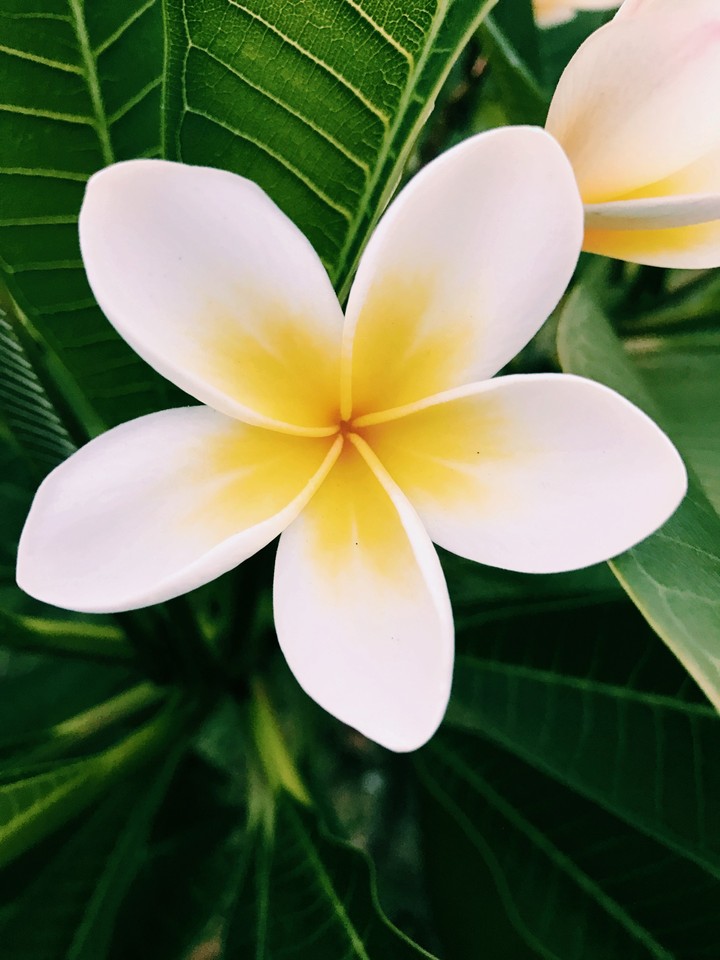 Frangipani
