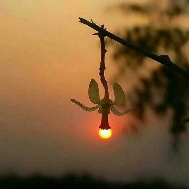 sunrise sunset