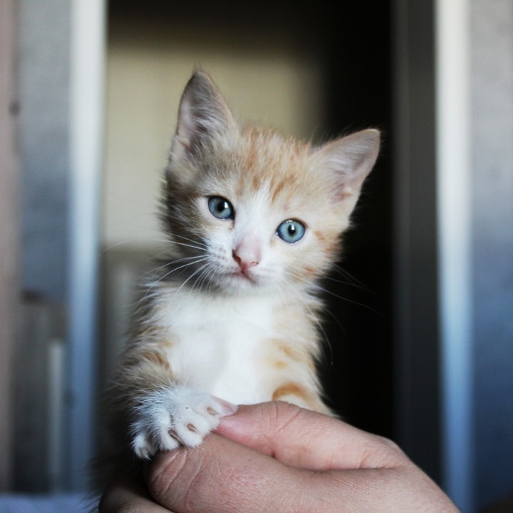 my kitten