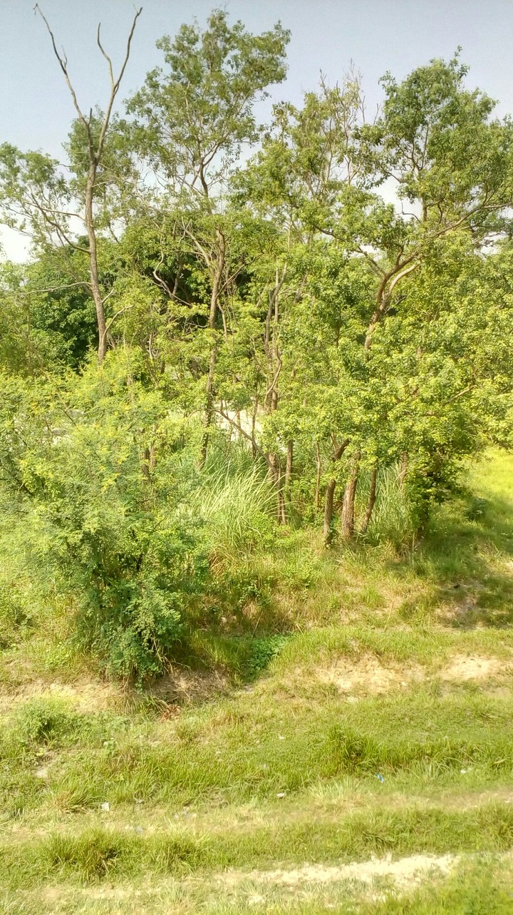 Lovely Forest