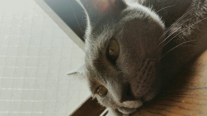 cat