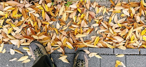 fondos de pantalla pattern, deciduous