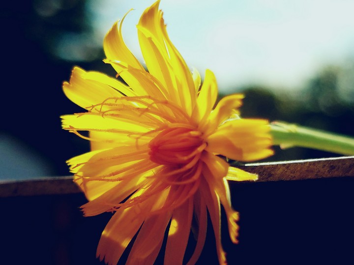 yellow flower