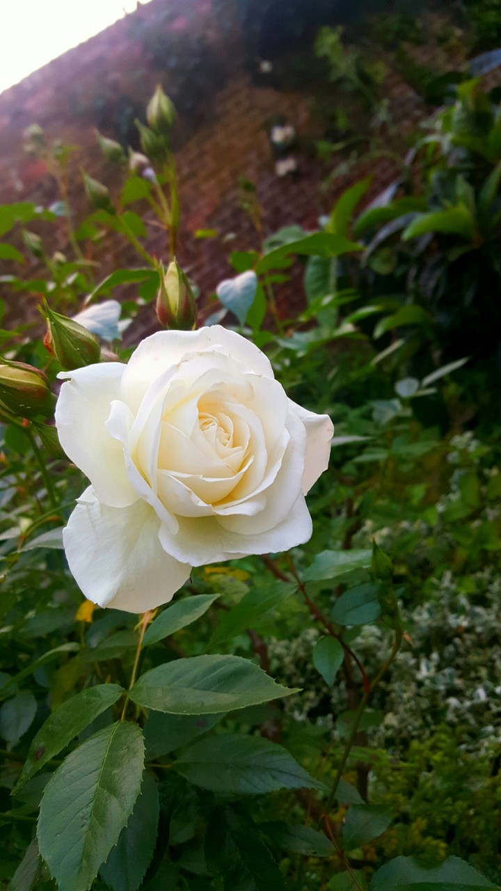white rose