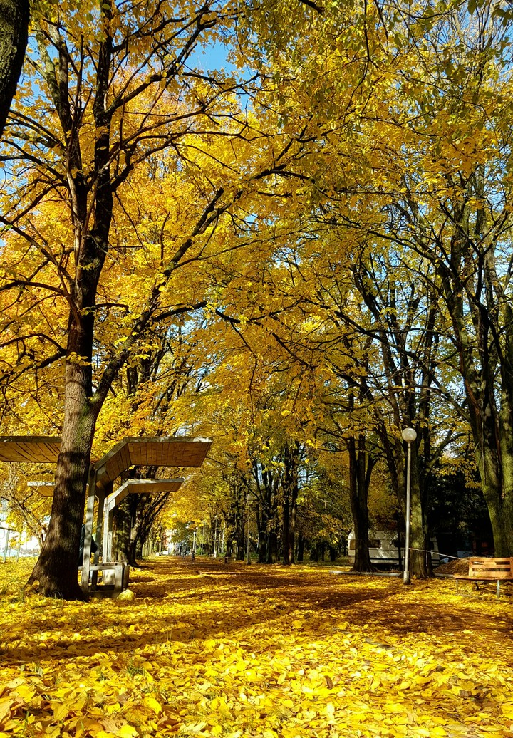 Autumn in town.