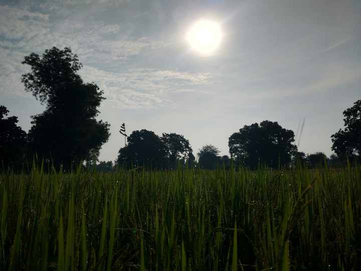 rice fields