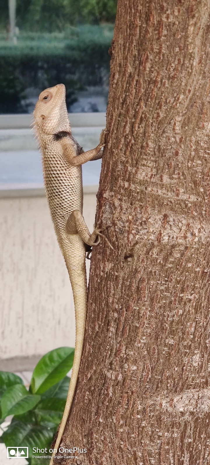 Chameleon