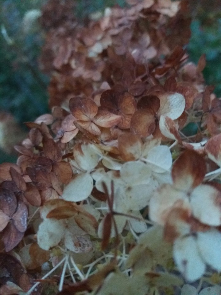 Bronze Autumn