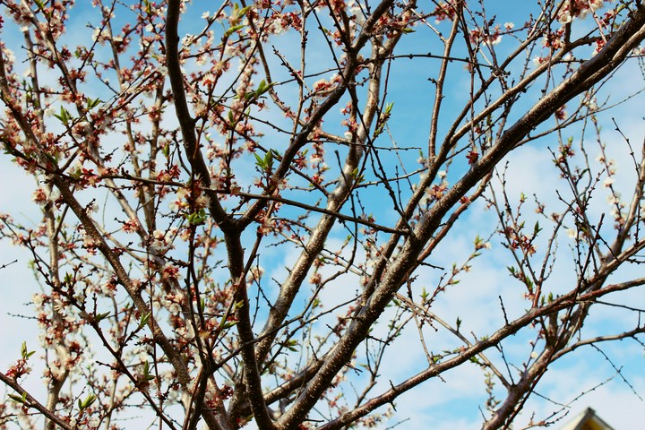 Spring