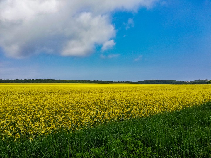 yellow sea