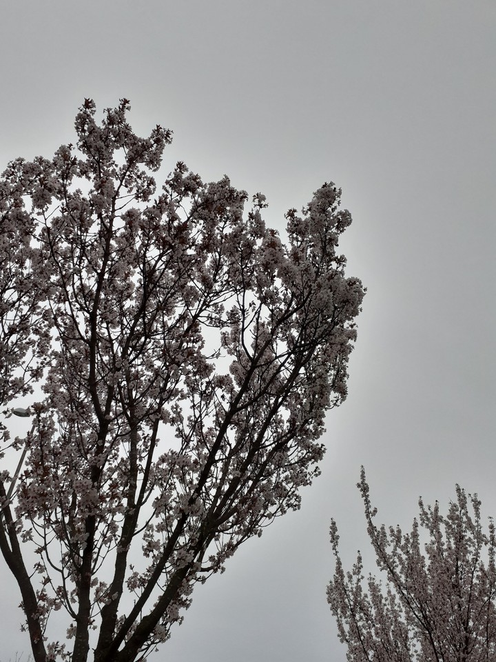 spring