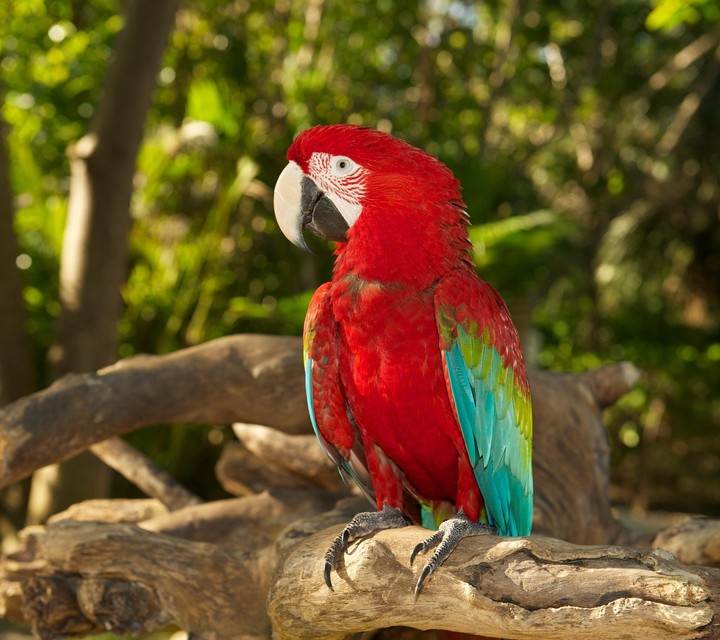 parrot