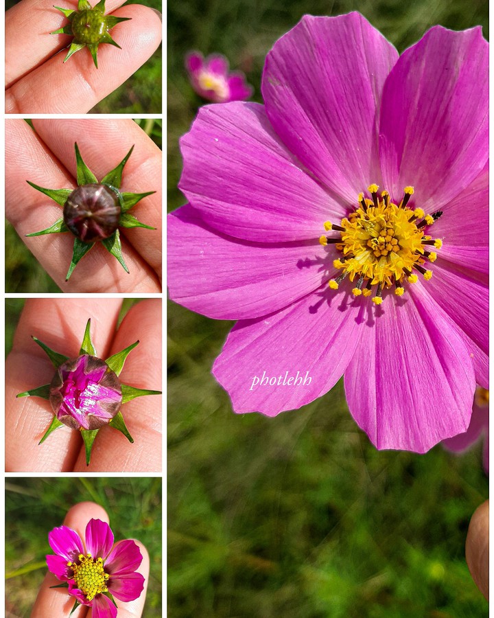 Flor