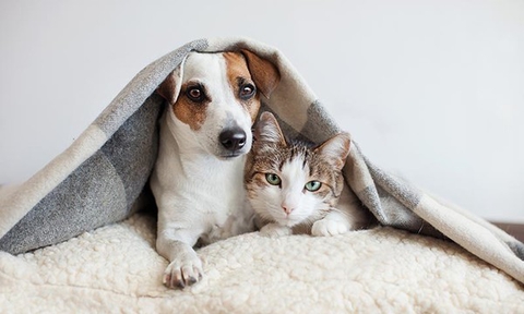 Good friends
