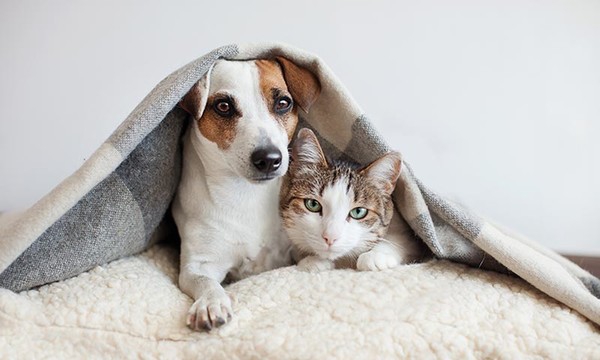 Good friends