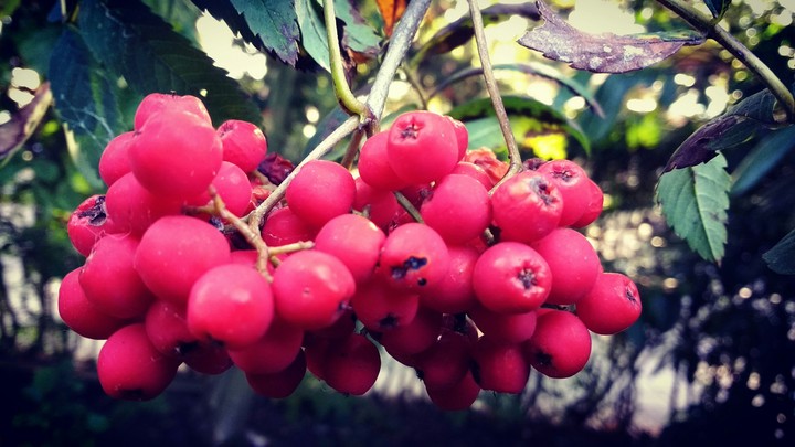 Berry