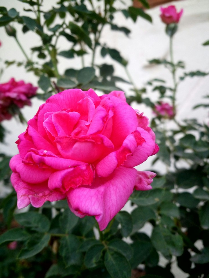 PINK ROSR