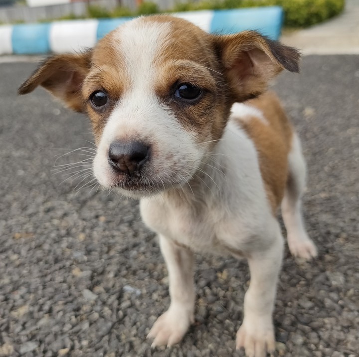 puppy