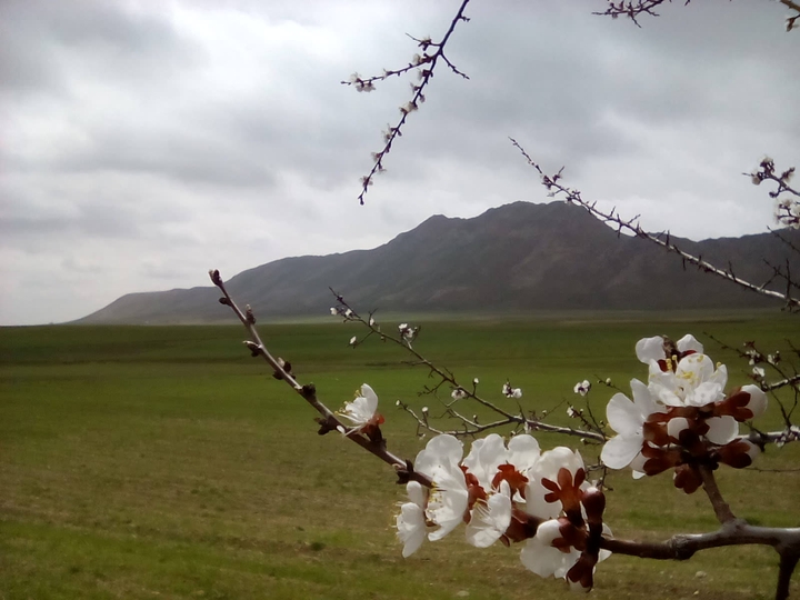 spring