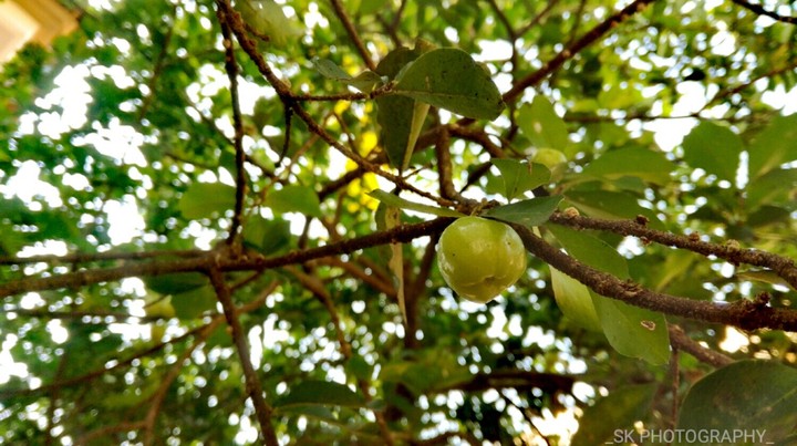 fruit