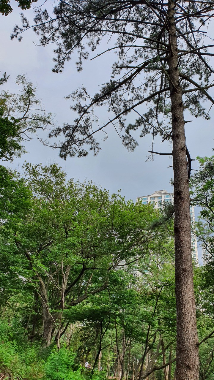 늘푸른(evergreen)