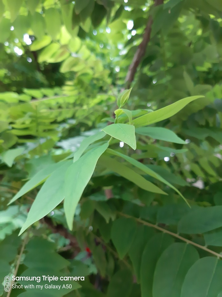 greeny
