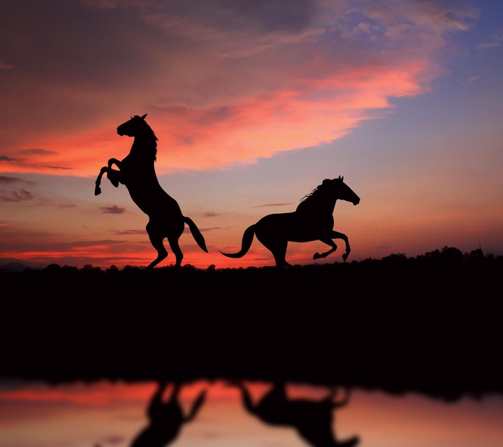 horses