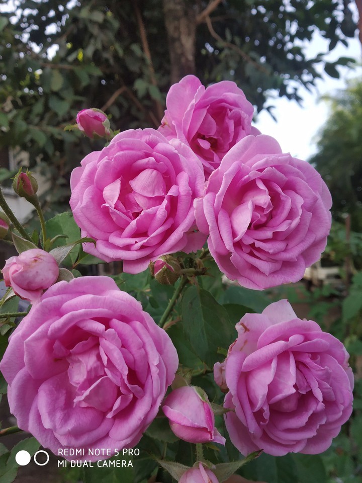 roses