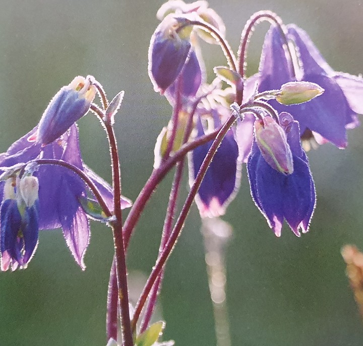 Blumen